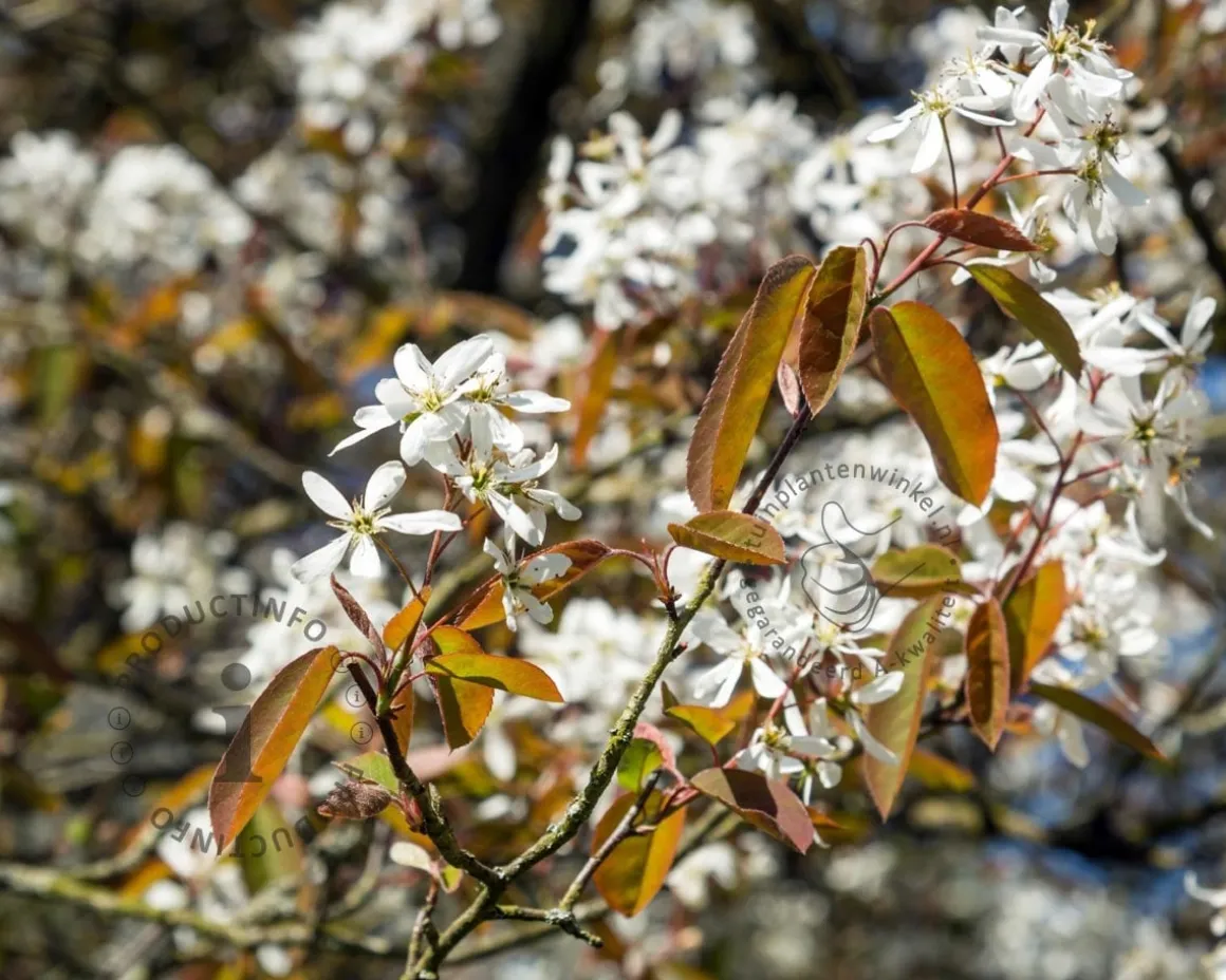 Amelanchier lamarckii - beveerd