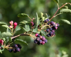 Amelanchier lamarckii - beveerd