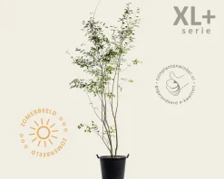 Amelanchier lamarckii - XL+