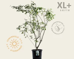 Amelanchier lamarckii - XL+