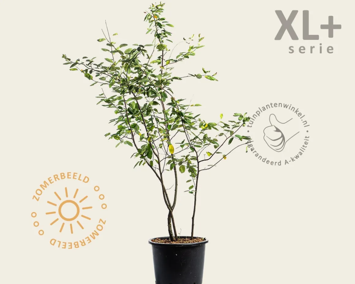 Amelanchier lamarckii - XL+