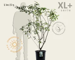 Amelanchier lamarckii - XL+
