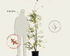 Amelanchier lamarckii - XL+