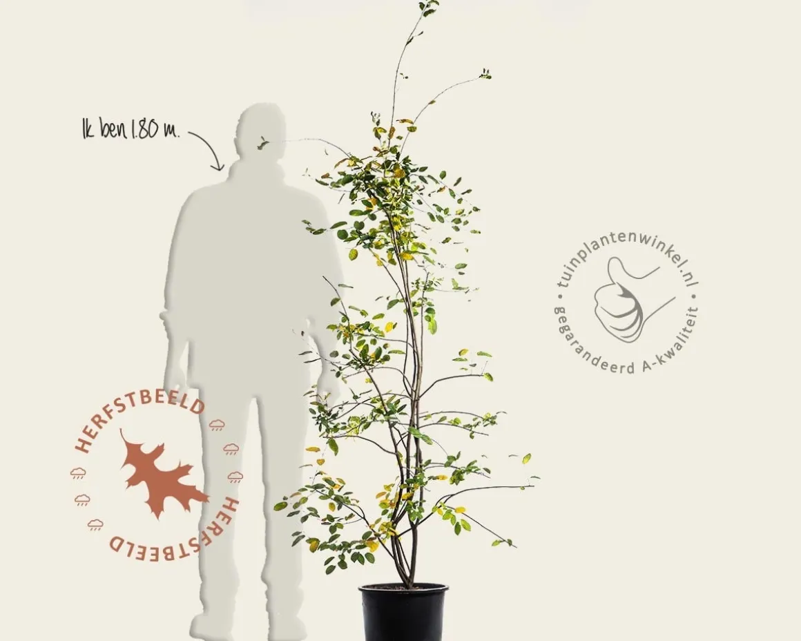 Amelanchier lamarckii - XL+