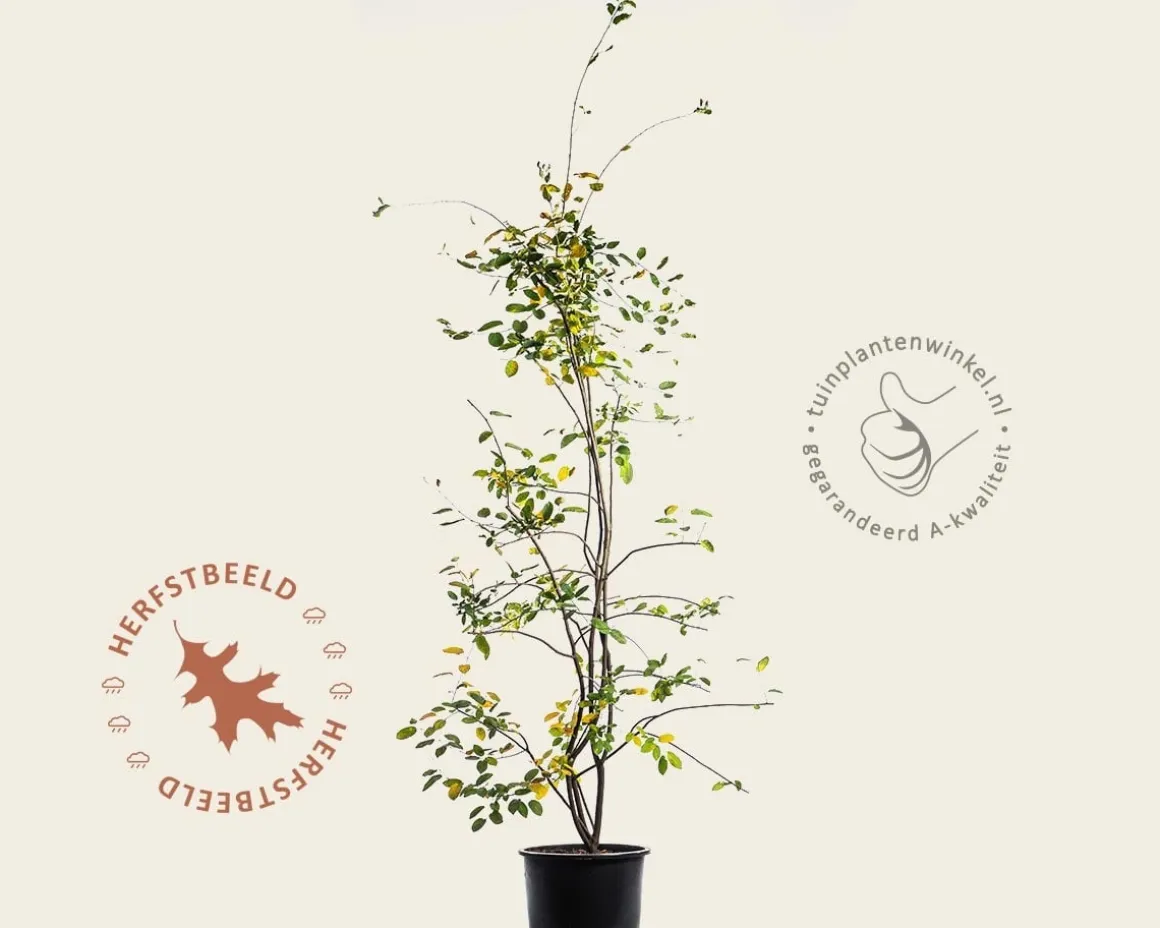 Amelanchier lamarckii - XL+