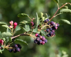 Amelanchier lamarckii - XL
