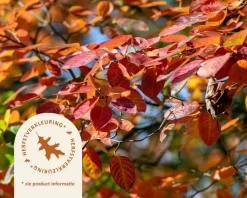 Amelanchier lamarckii - XL