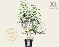 Amelanchier lamarckii - XL