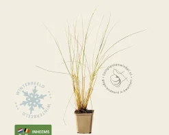Ammophila arenaria