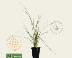 Ammophila arenaria