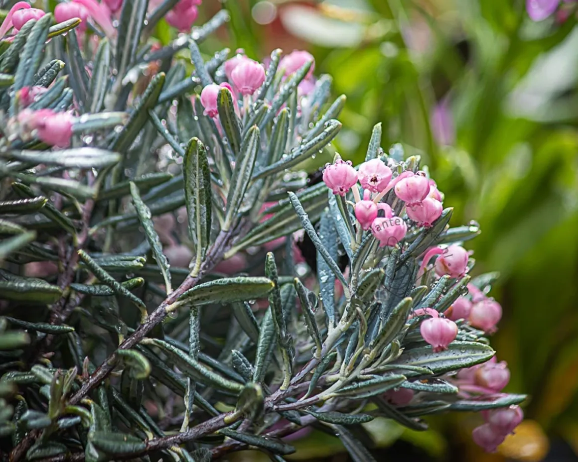 Andromeda polifolia 'Blue Ice'