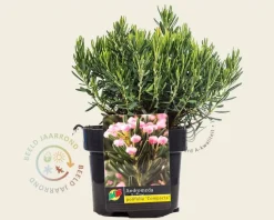 Andromeda polifolia 'Compacta'