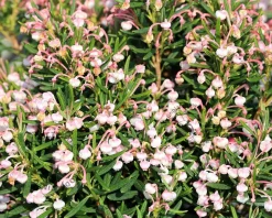 Andromeda polifolia 'Compacta'