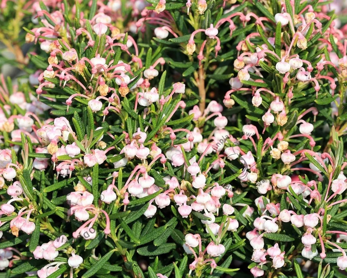 Andromeda polifolia 'Compacta'