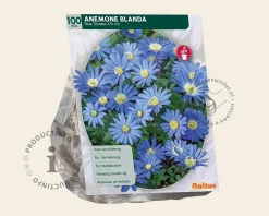 Anemone blanda Blauw