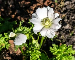 Anemone coronaria 'Bride'