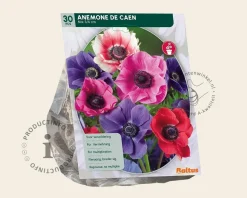 Anemone coronaria De Caen Mix