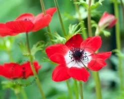 Anemone coronaria 'Hollandia'