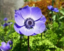 Anemone coronaria 'Mr. Fokker'