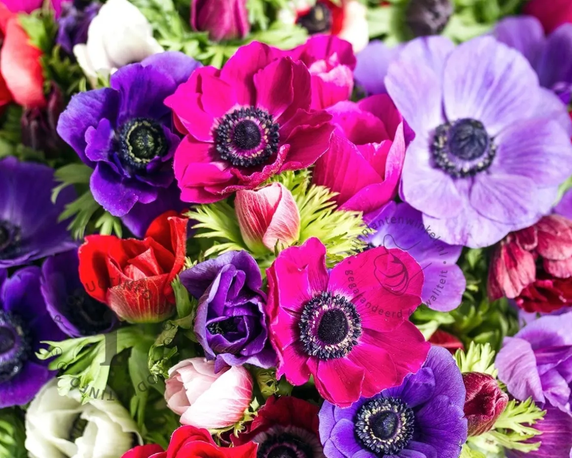 Anemone coronaria Paars/Roze Mix