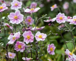Anemone hupehensis 'September Charm'