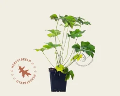 Anemone hybrida 'Hadspen abundance'