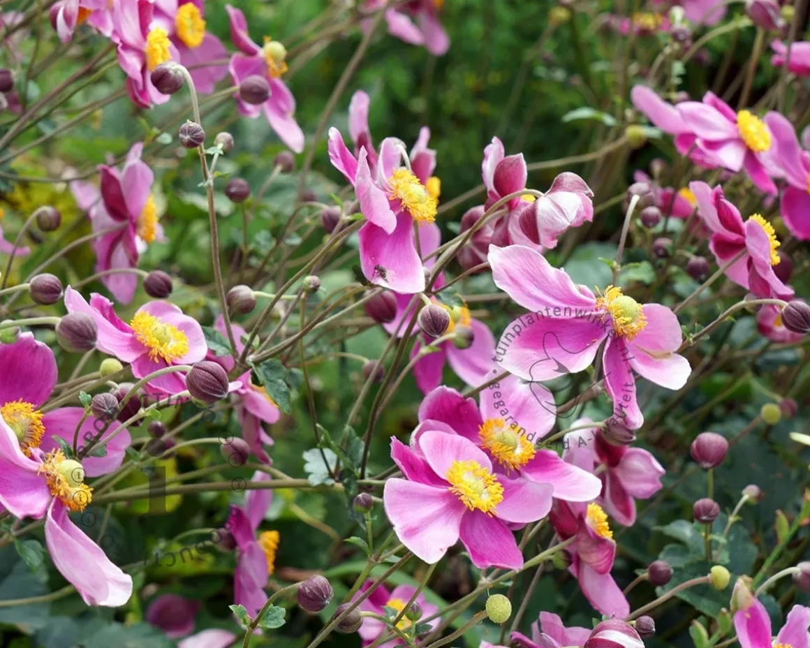 Anemone hybrida 'Hadspen abundance'