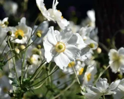 Anemone hybrida 'Honorine Jobert'