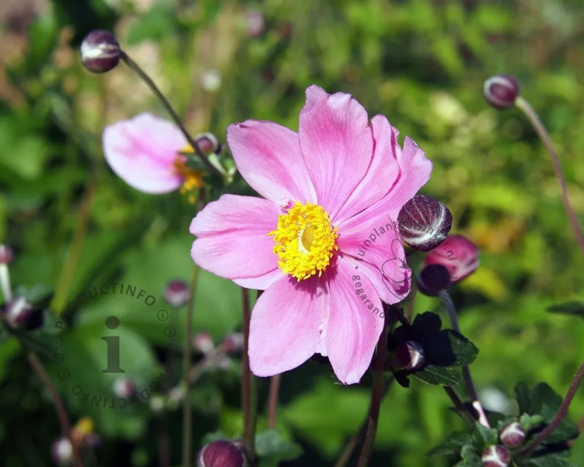 Anemone hybrida 'Königin Charlotte'
