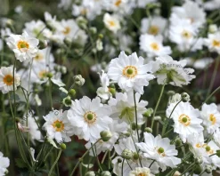 Anemone hybrida 'Whirlwind'