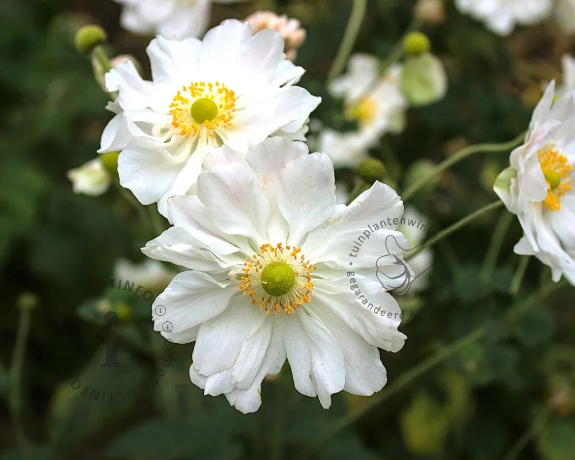 Anemone hybrida 'Whirlwind'