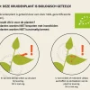Apium graveolens - Puur