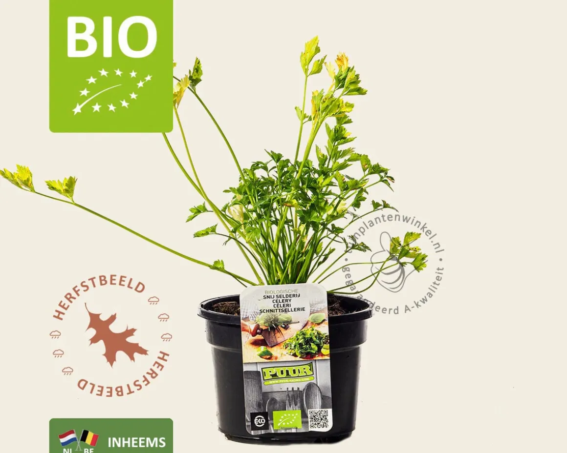 Apium graveolens - Puur