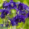 Aquilegia vulgaris