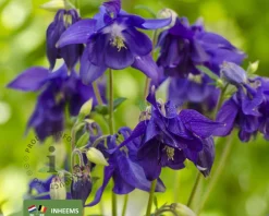 Aquilegia vulgaris