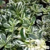 Arabis ferdinandi-coburgii 'Variegata'