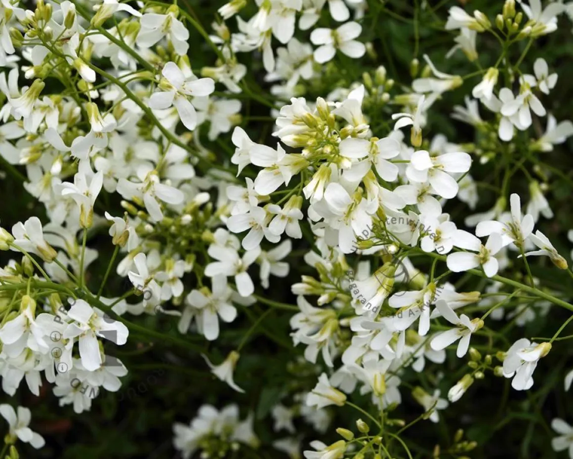 Arabis procurrens