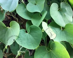 Aristolochia durior (macrophylla)
