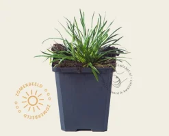 Armeria maritima 'Alba'