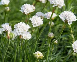 Armeria maritima 'Alba'