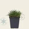 Armeria maritima 'Splendens'