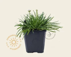 Armeria maritima 'Splendens'