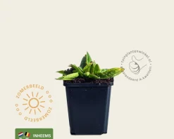 arnica montana