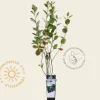 Aronia prunifolia 'Viking'