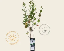Aronia prunifolia 'Viking'
