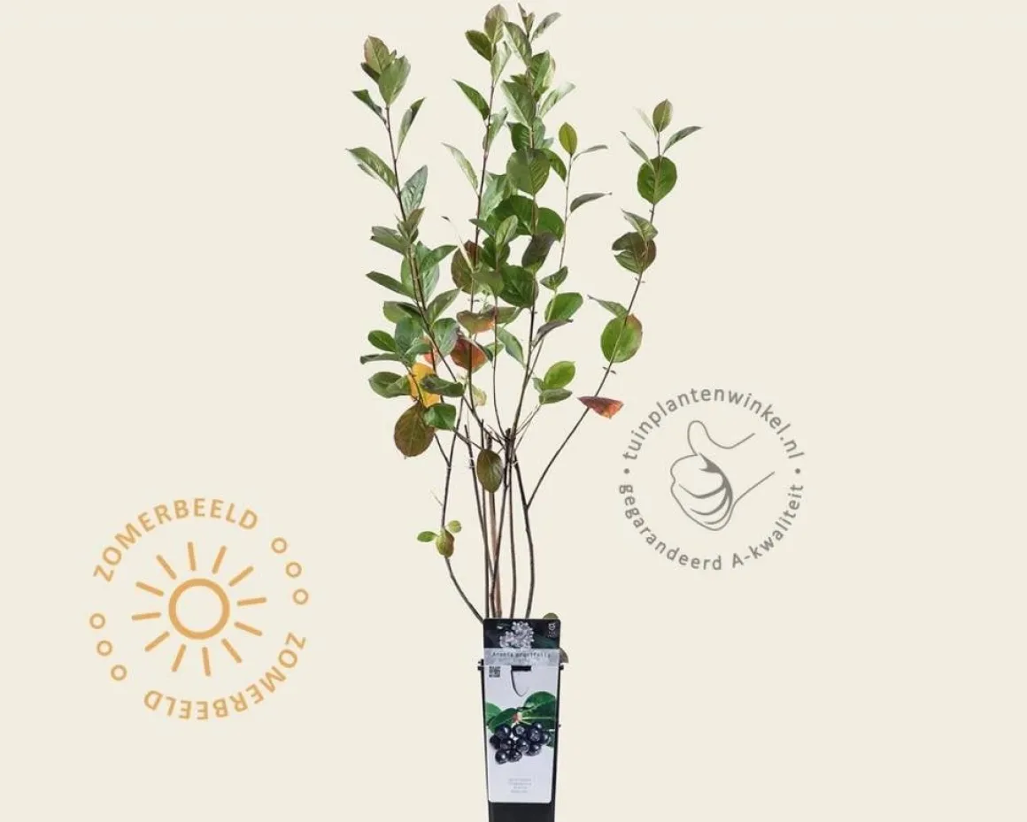 Aronia prunifolia 'Viking'