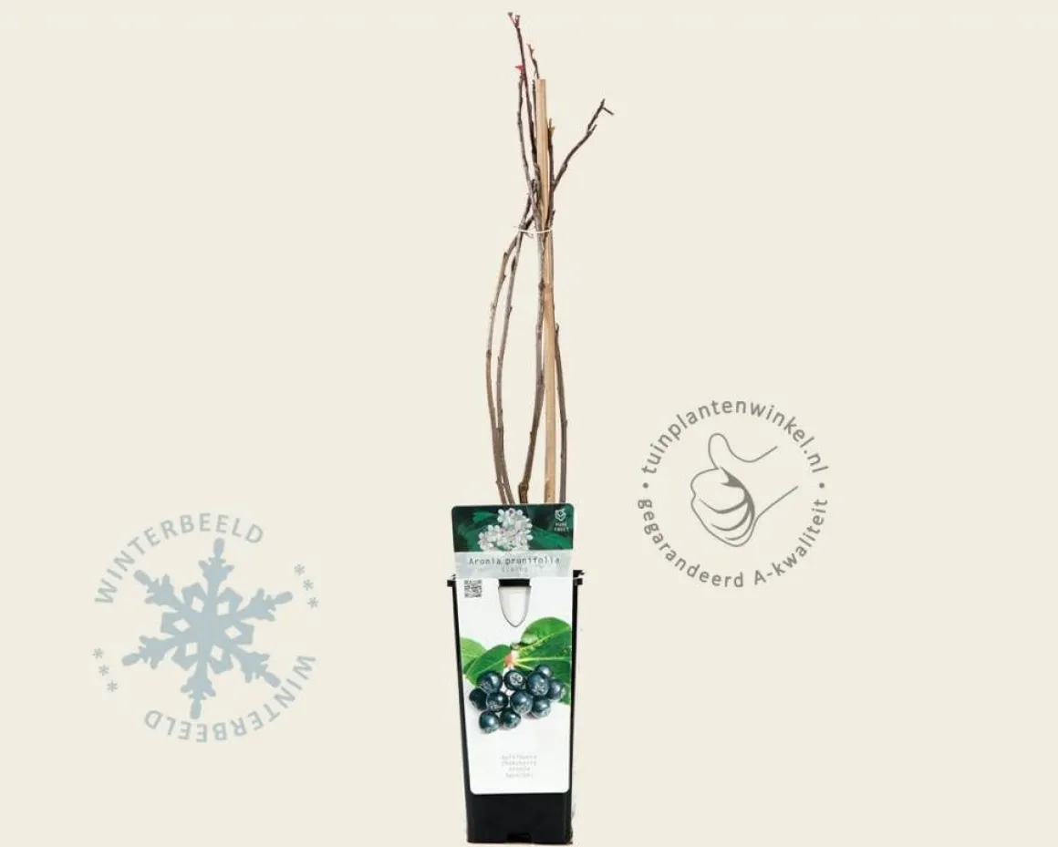 Aronia prunifolia 'Viking'