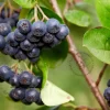 Aronia prunifolia 'Viking' - XL