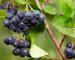 Aronia prunifolia 'Viking' - XL