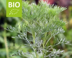 Artemisia abrotanum 'Maritima' Puur
